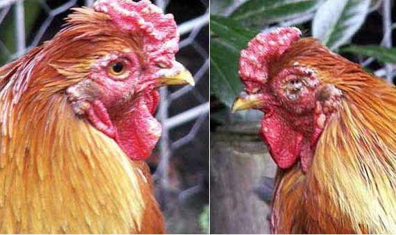 Bệnh ở gà đá thường gặp nhất cùng những cách chữa trị hiệu quả 11 benh dau ga 5 1