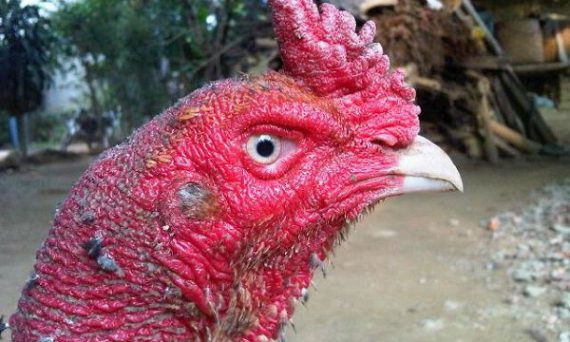 Xem tướng gà đá qua 7 tiêu chuẩn dựa vào kinh nghiệm sư kê lâu năm 3 cach chon ga choi hay qua mo