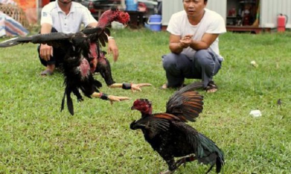 Vần gà chọi tơ ở giai đoạn 7 tháng tuổi khá quan trọng cần biết 4 choi da ga