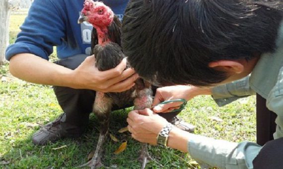 Cắt lông gà chọi một cách điêu luyện và đúng tiêu chuẩn 13 cat long dui ga choi