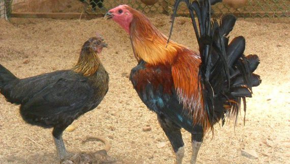 Giống gà Peru thuần chủng và những cách chăm sóc gà đặc biệt 1 cham soc ga peru