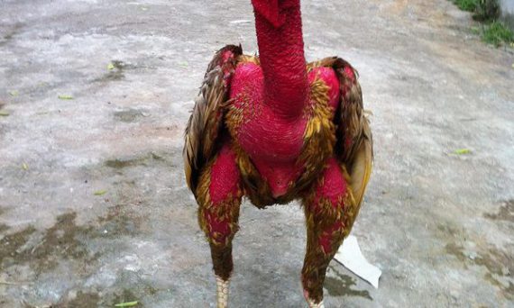 Gà chọi Xám Thần – vang danh đất Bắc cùng những đặc điểm độc lạ 5 dac diem xam than