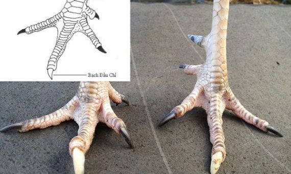 Gà bạch đầu chỉ là xấu hay tốt và những đặc điểm cực là của chúng 7 ga bach dau chi