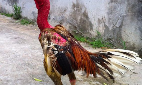 Gà chọi đẹp nhất và toàn bộ sưu tập mới nhất 2019 dành cho sư kê 9 nuôi gà nòi