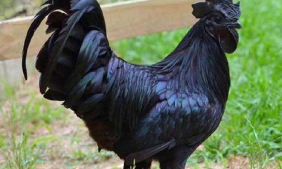 Gà mặt quỷ và những đặc điểm quý hiếm của nó 1 ga mat quy