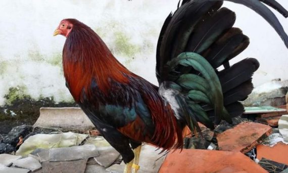 Nuôi gà đá Mỹ và những mô hình làm giàu từ giống gà này 2019 9 gà thay lông