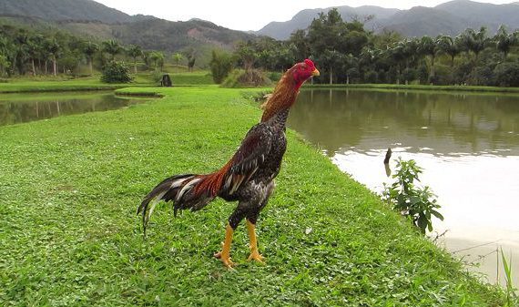 Gà đá Shamo cùng những đặc điểm thép của một chiến kê dũng mãnh 11 ga o shamo