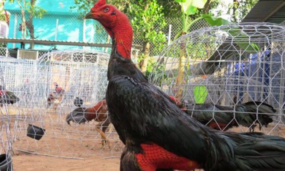 Gà chọi Bình Định và những tuyệt kỹ huấn luyện chiến cực hay 2019 14 nuôi gà đòn
