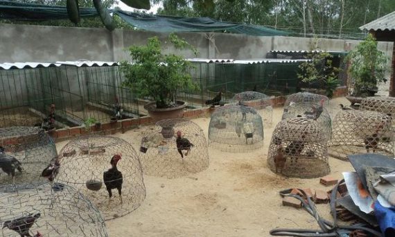 Công nghệ nuôi gà đá với 7 nhân tố siêu quan trọng quyết định gà hay 1 nuôi gà đá