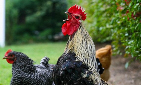 Chọn gà đá siêu hay qua tiếng gáy bằng kinh nghiệm nhiều năm trong nghề 27 xem ga choi gay2