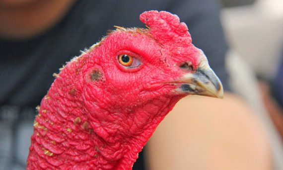 Xem tướng gà đá với 5 bộ phận đặc biệt trên chiến kê cực chuẩn 10 xem mat ga