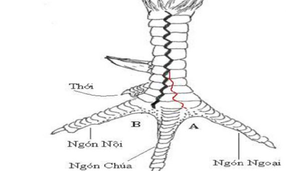 Gà đá ngoại hình xấu được nhận biết qua 5 đặc điểm cơ bản nhất 5 xem vay ga xau ap khau