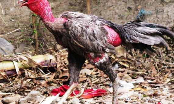 Bệnh gà đá phổ biến và những cách chữa trị nhanh chóng hiệu quả 1 cach chua benh dau mat o ga choi