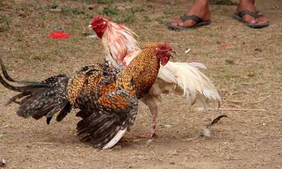 Nuôi gà đá bằng bí quyết siêu hay của sư kê lão làng chia sẻ 2019 28 chơi đá gà