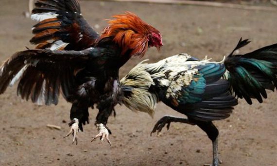 Gà đá Thái Lan và cách chọn gà thông qua màu mắt khá đặc biệt 21 choi ga 1