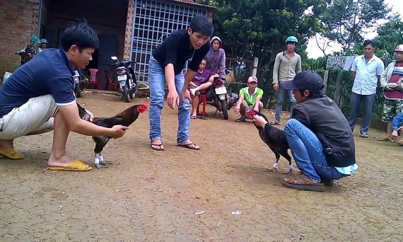 Nuôi gà chọi chiến theo đúng cách bí truyền của các cựu sư kê 2019 24 da ga tre cua sat an tien