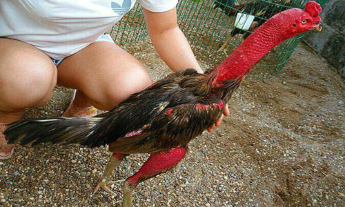 Cách chống ngã nước ở gà đá và những điều bạn chưa biết 12 cách nuôi gà da săn chắc