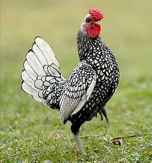 Gà vảy cá cùng những đặc điểm đẹp nhất của các dòng gà kiểng 9 ga choi my ke ga vay ca