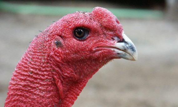 Gà đá mắt ếch cùng một số đặc điểm siêu hiếm cần biết của chúng 1 ga mat ech 1