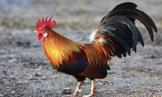 Cách nuôi gà rừng cho tất cả các giai đoạn và giới tính thật hiệu quả 4 ga rung trong