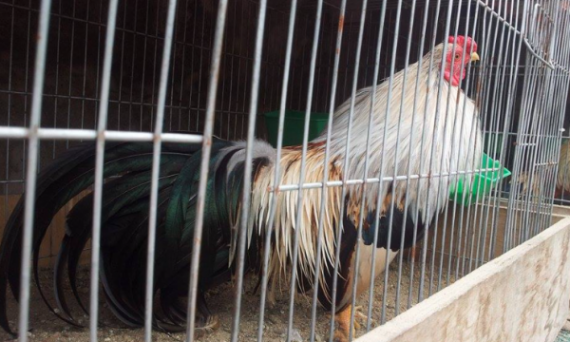 Nuôi gà tre Tân Châu làm kiểng siêu đẹp cùng những kinh nghiệm hay 1 ga tre tan chau