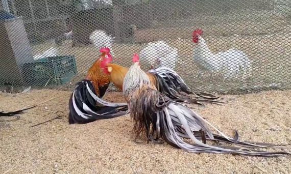 Các giống gà tre đẹp và có kỹ thuật đá hay nhất hiện nay 12 maxresdefault 3