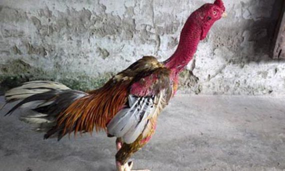 Đặc điểm chung gà chọi các sư kê cần bổ sung để nắm vững kiến thức 18 xam than trong bo ba chien ke