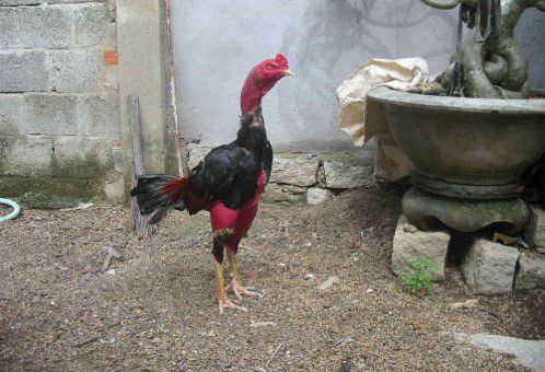 Kỹ thuật tỉa lông gà đá siêu chất áp dụng với các thể loại chiến kê 31 cách nuôi gà chọi da săn chắc