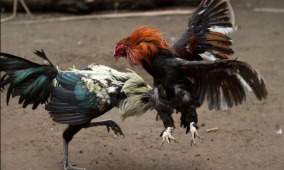 Đá gà trực tuyến cùng luật chơi cần biết cho dân đá gà 4 đá gà trực tuyến