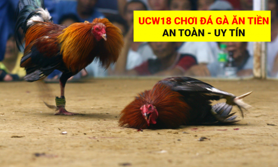 Đá gà UCW88 - Tham gia đá gà trực tuyến uy tín nhất Việt Nam 1 daga ucw18