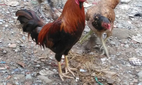 Gà đá Cao Lãnh có bản lĩnh phi thường như thế nào cùng tìm hiểu nhé 1 ga da cao lanh