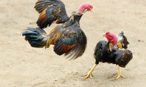 Nhận diện quý kê bằng các đặc điểm đặc biệt trên thân hình gà đá 12 ga don 2