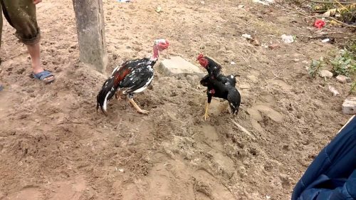 Gà đá dẻo dai và bền bỉ sức lực khi đi đá bằng bí quyết bí cổ truyền 1 huấn luyện gà chọi