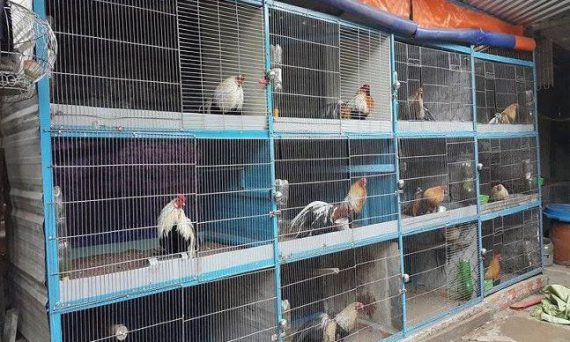 Làm chuồng gà đá đẹp bằng những kỹ thuật tiêu chuẩn 2019 17 111