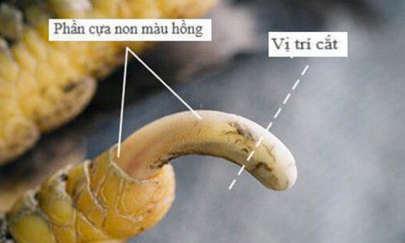 Cách cắt cựa gà theo đúng kỹ thuật của gà từ xưa đến nay 16 cua ga