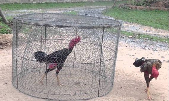 Nuôi gà đá sung sức bằng những cách thực tế nhanh hiệu quả 13 ga da sung