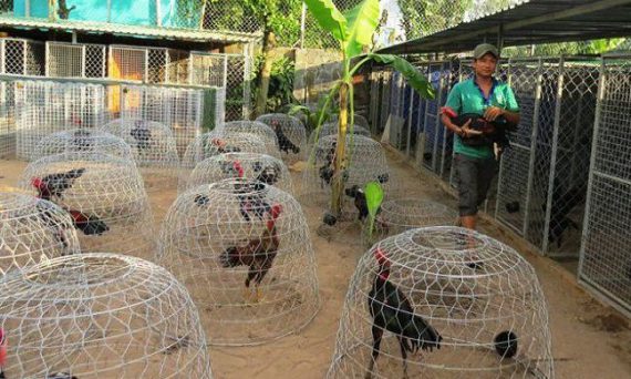 Tiêm phòng gà đá bằng lịch tiêm chủng khá ổn giúp chiến kê khỏe mạnh 3 gada232a