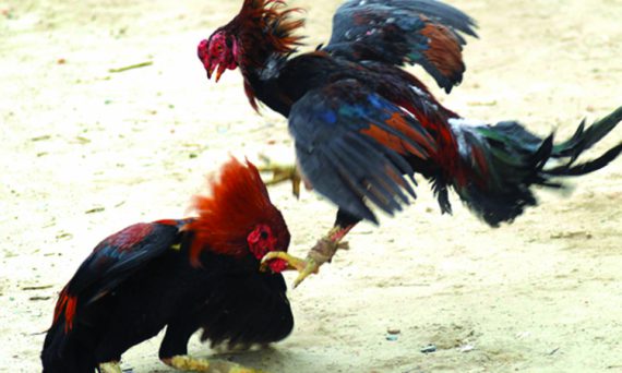 Mánh khóe đá gà tại các trường đấu lớn của khu vực Đông Nam Á 18 choi da ga