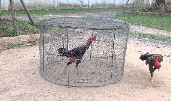 Cách Nuôi Gà Đá Bo Lớn Dai Sức Hay Nhất 31 huấn luyện gà đá