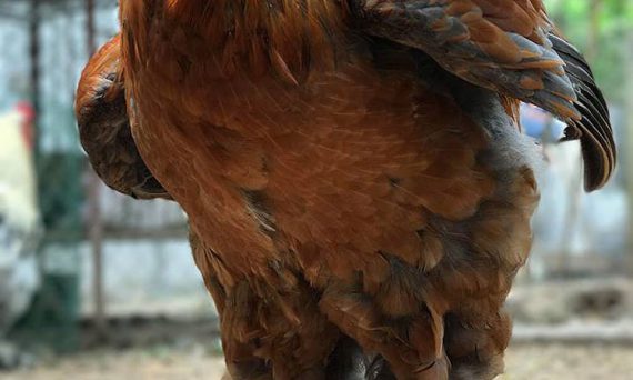 Gà Khổng Lồ Nặng 20kg-Gà To Nhất Thế Giới 49 gato3