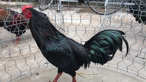 Gà giáp nhập nuôi khó hay không? 53 gà giáp đá cựa sắt