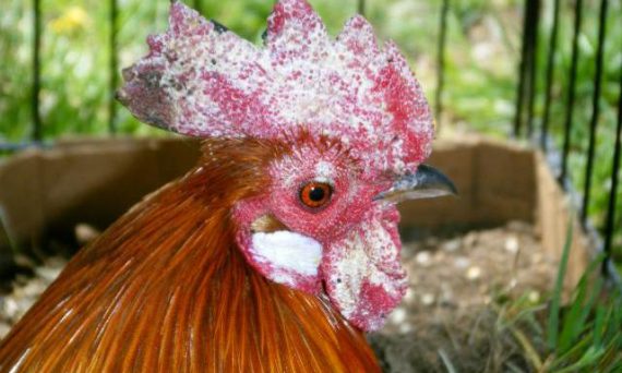 Gà Đá Bị Lác - Nấm Da - Cách Điều Trị Hiệu Quả Không Tái Phát 1 lac