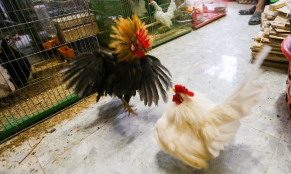 Gà Thái Có được dùng để chơi đá gà cựa sắt hay không? 12 thú chơi gà kiễng