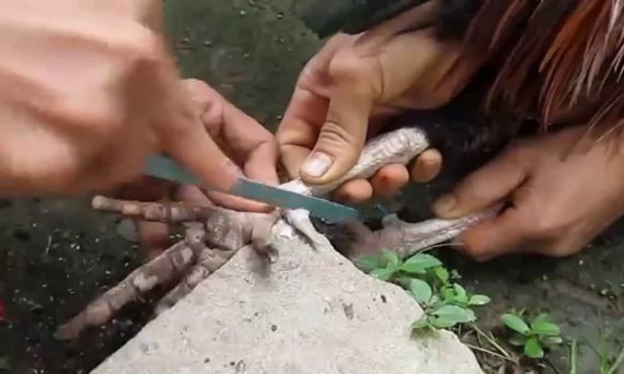 Cách Cắt Cựa Gà An Toàn Nhất Cho Dân Chơi Gà Đá Cựa Sắt 42 cắt cựa gà an toàn