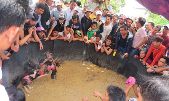 Theo Chân Sư Kê Đá Gà Cựa Sắt Giữa Rừng Ở Đồng Nai 35 đá gà ở đồng nai