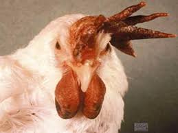 Phương pháp chữa bệnh gà bị cúm hiệu quả tức thì 17 chữa gà bệnh cúm