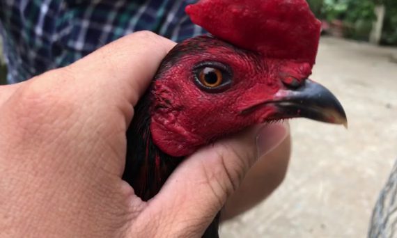 Gà Giáp Thầy Khùng Bổn Gà Đá Cựa Sắt Có Tiếng 14 gà giáp thầy khùng