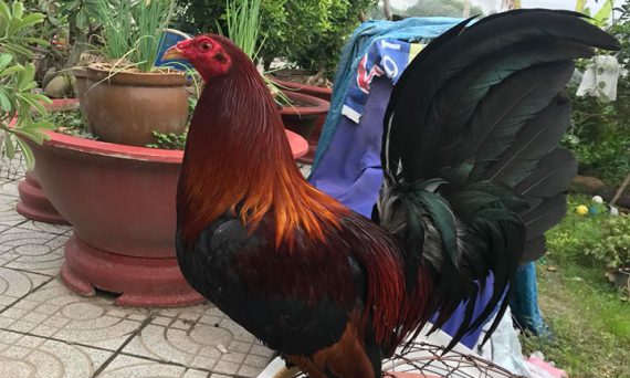 Gà Tre Mỹ Đá Tốc Độ Như Máy Chà Choidaga 40 gà tre mỹ