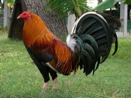 Những giống gà đá cựa sắt hay nhất mà dân chơi gà nào cũng muốn sở hữu 11 gà tre mỹ