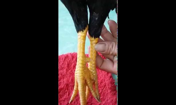 Xem Vảy Gà Độc - Gà Đá Hay Thường Có Vảy Gì? 1 Xem vảy gà độc